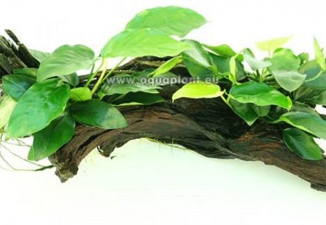 Anubias Wood M