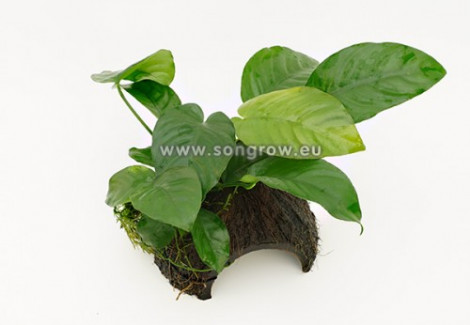 Coconut With Anubias