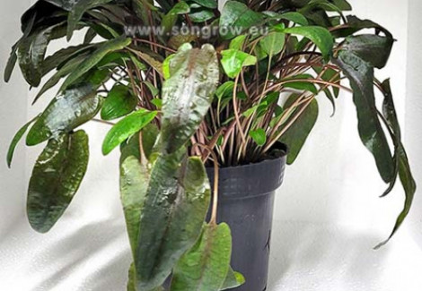 Cryptocoryne Species Brown