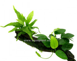 Duowood M - Anubias, Microsorum, (Moss)