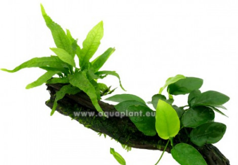 Duowood M - Anubias, Microsorum, (Moss)