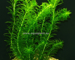 Egeria Densa (Syn: Elodea Densa)