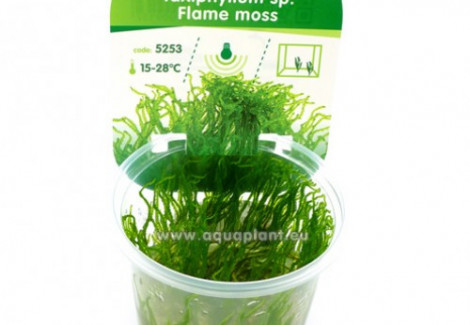 Flame Moss (Taxiphyllum Sp.)