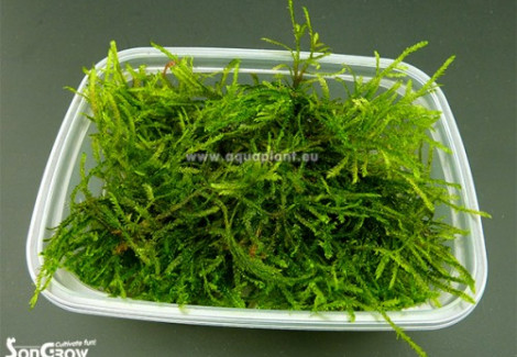 Java Moss Aquaplant - Taxiphyllum Barbieri (Previously: Vesicularia Dubyana) - Cup 125 Ml