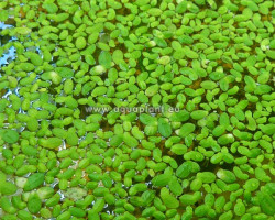 Lemna Sp. (Duckweed) - Cup 125 Ml