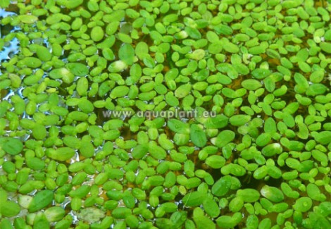 Lemna Sp. (Duckweed) - Cup 125 Ml