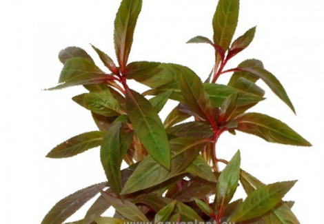 Ludwigia Perennis