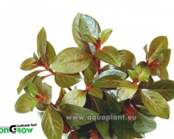 Ludwigia Repens Rubin