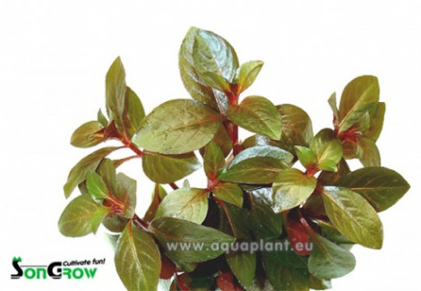 Ludwigia Repens Rubin