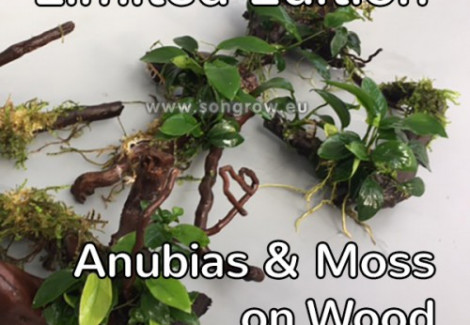 Marsh Root Or Spiderwood With Moss And Anubias M