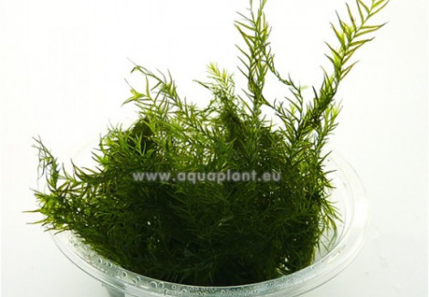 Phoenix Moss (Fissidens Fontanus) - Mini Cup 50 Ml