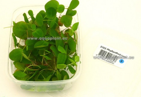 Phyllanthus Fluitans - Cup 125 Ml