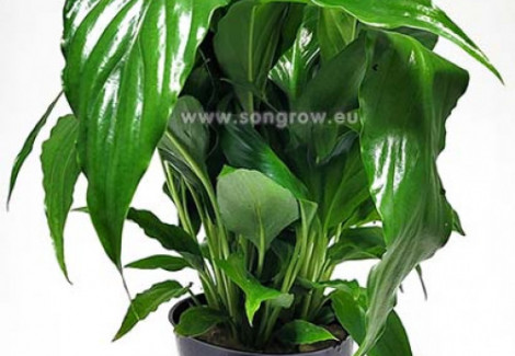 Spathiphyllum Green