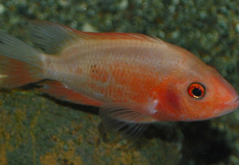 Cichlasoma Citrinellum S