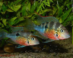 Thorichthys Ellioti S/M