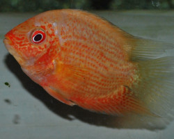 Cichlasoma/Heros Severum Red Spotted S/M