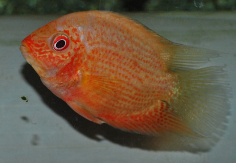 Cichlasoma/Heros Severum Red Spotted S/M