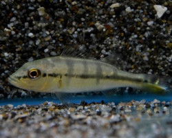 Cichla Piquiti S