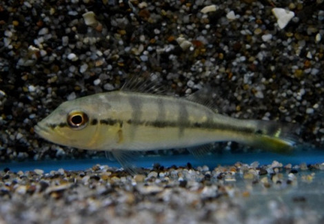 Cichla Piquiti S