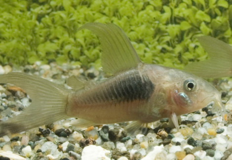 Corydoras Hoogvin Aeneus Pinne A Velo M