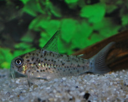 Corydoras Loretoensis  M