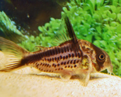 Corydoras Axelrodi S/M