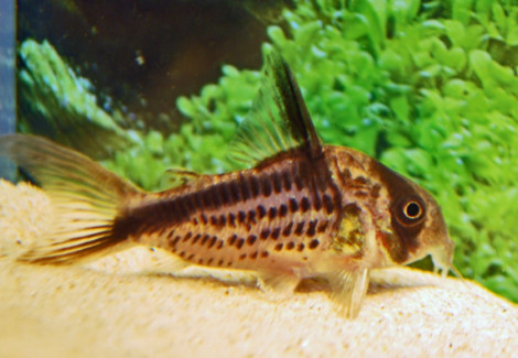 Corydoras Axelrodi S/M