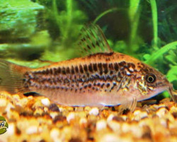 Corydoras Elegans M/L