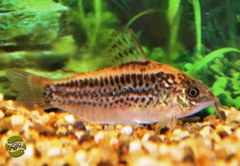 Corydoras Elegans M/L