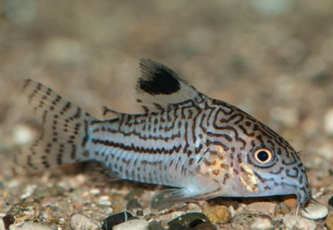 Corydoras Trilineatus M/L