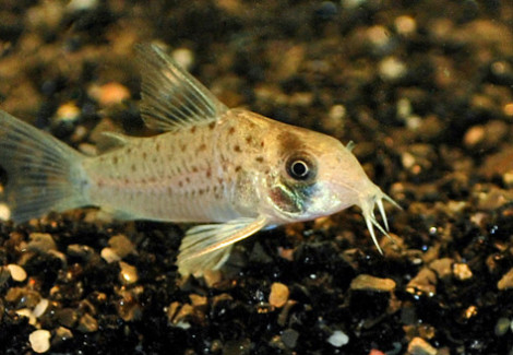 Corydoras Atropersonatus M