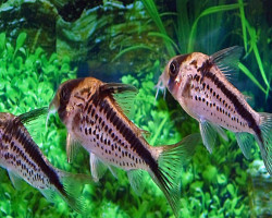 Corydoras Loxozonus M