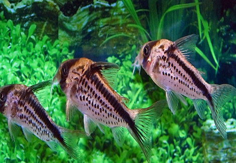 Corydoras Loxozonus M