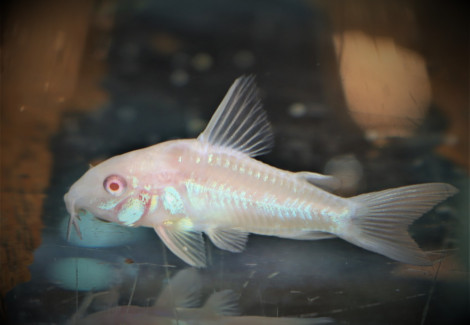 Corydoras Paleatus Albino S/M