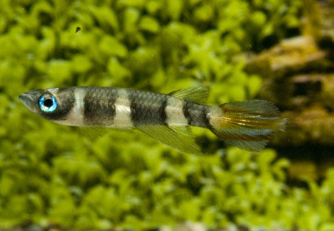 Epiplatys Annulatus M