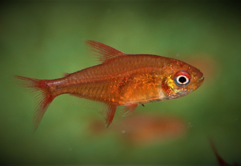 Hyphessobrycon Sp. Muzel Red Cherry S