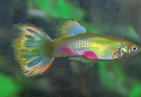 Guppy Blond Parrot Maschio M