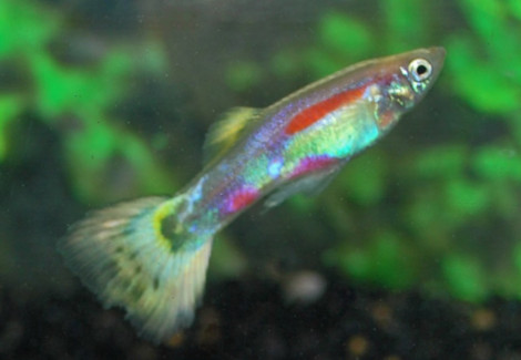 Guppy Yellow Mosaic Maschio M