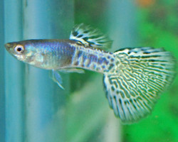 Guppy Snakeskin Blue Mosaic Maschio M