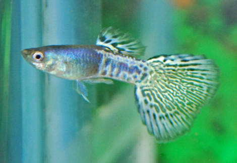 Guppy Snakeskin Blue Mosaic Maschio M