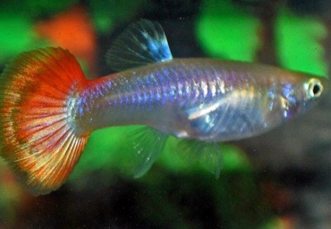 Guppy Femmina Sunset M