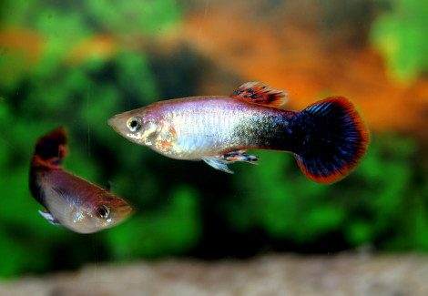 Guppy Pink Tuxedo Maschio M