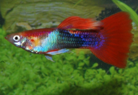 Guppy Tuxedo Red M