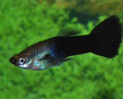 Guppy Black  Maschio M