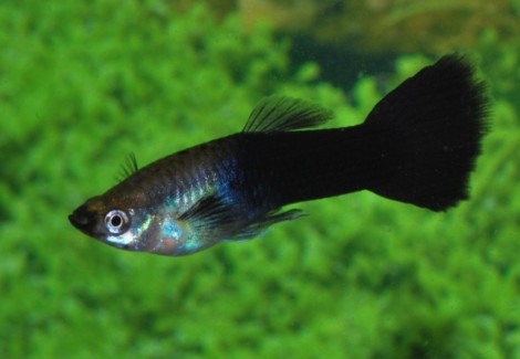 Guppy Black  Maschio M