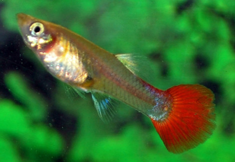 Guppy Femmina Tuxedo Red M