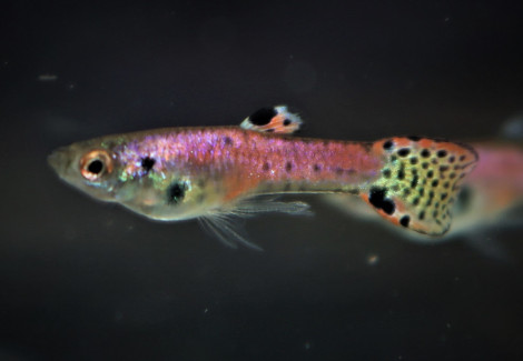 Guppy Endler Tiger Neon Red Coppia (Prezzo Per Singolo Pesce) M