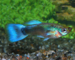 Guppy Neon Blue Maschio M