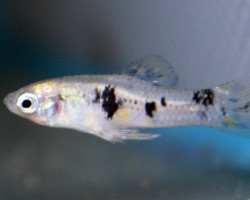 Limia Vittata M