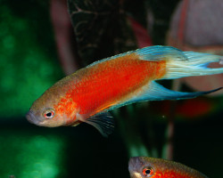 Macropodus Opercularis Blue Fin Red S